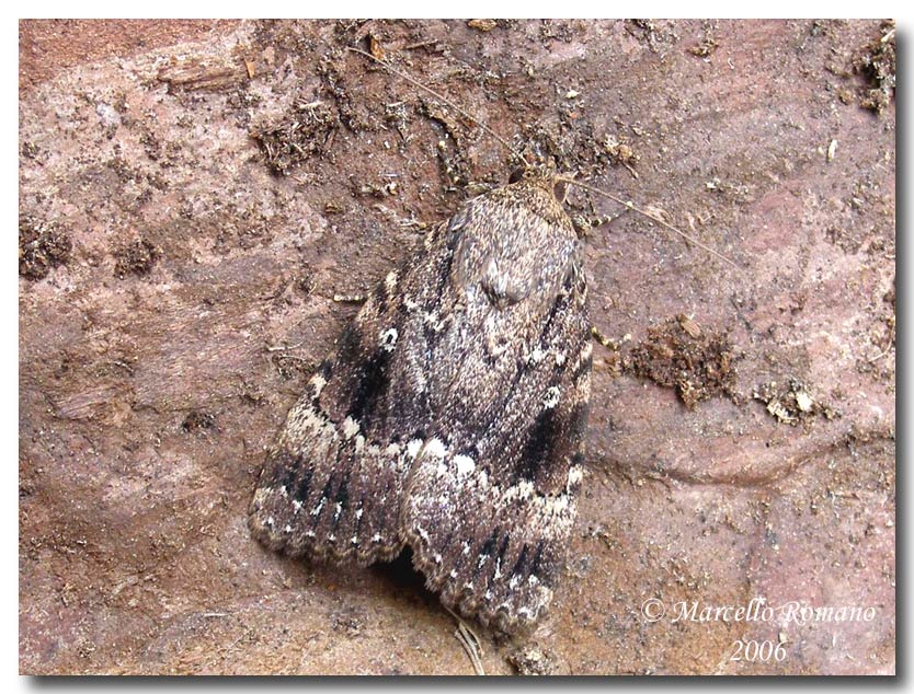 farfalla notturna da determinare: Amphipyra pyramidea